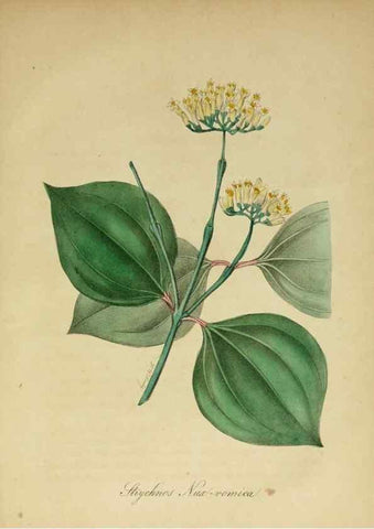 Reproducción/Reproduction 10172374575: The American flora :. New York :Hull & Spencer,1855.