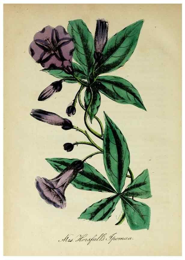 Reproducción/Reproduction 10172509763: The American flora :. New York :Hull & Spencer,1855.