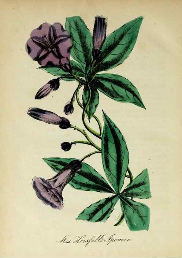 Reproducción/Reproduction 10172509763: The American flora :. New York :Hull & Spencer,1855.