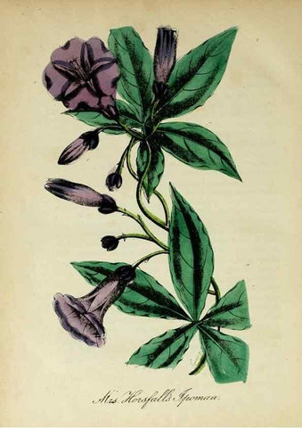Reproducción/Reproduction 10172509763: The American flora :. New York :Hull & Spencer,1855.