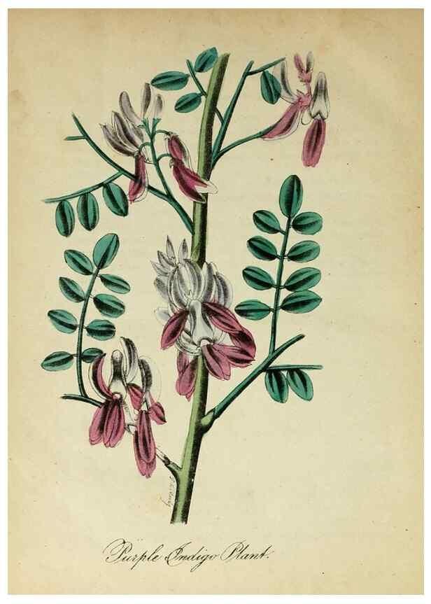 Reproducción/Reproduction 10172273064: The American flora :. New York :Hull & Spencer,1855.