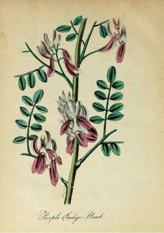 Reproducción/Reproduction 10172273064: The American flora :. New York :Hull & Spencer,1855.