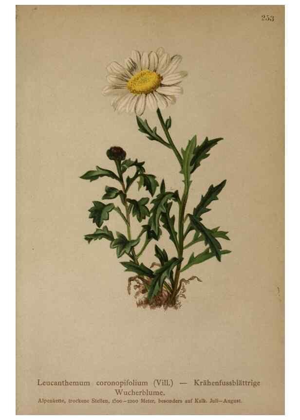Reproducción/Reproduction 10190617936: Atlas der Alpenflora /. Wien :Eigenthum und Verlag des Deutschen und Oesterr. Alpenvereins,1882.