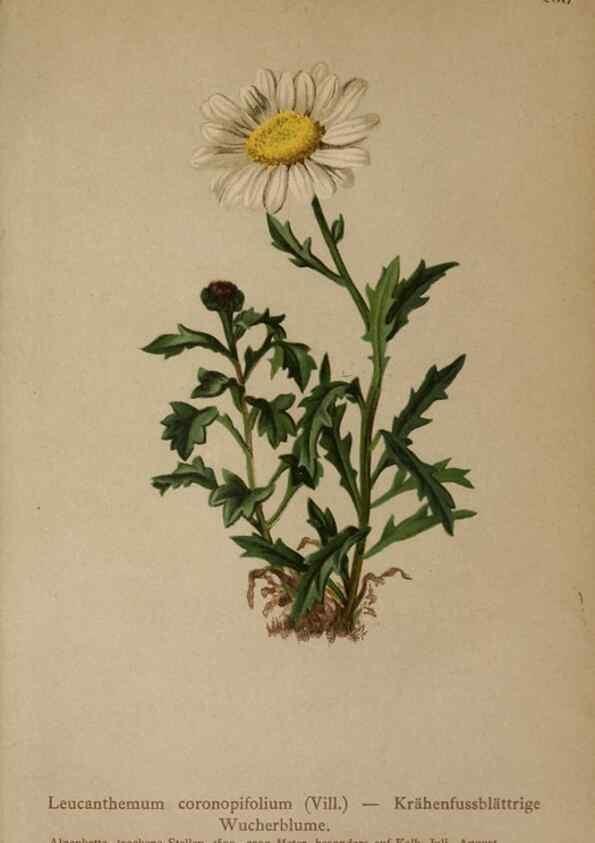 Reproducción/Reproduction 10190617936: Atlas der Alpenflora /. Wien :Eigenthum und Verlag des Deutschen und Oesterr. Alpenvereins,1882.