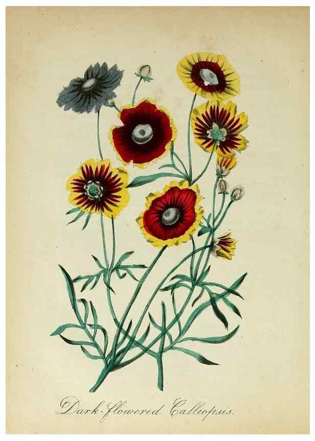Reproducción/Reproduction 10172255914: The American flora :. New York :Hull & Spencer,1855.