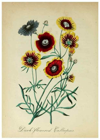 Reproducción/Reproduction 10172255914: The American flora :. New York :Hull & Spencer,1855.