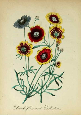 Reproducción/Reproduction 10172255914: The American flora :. New York :Hull & Spencer,1855.