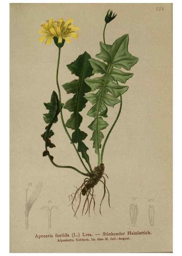 Reproducción/Reproduction 10192019714: Atlas der Alpenflora /. Wien :Eigenthum und Verlag des Deutschen und Oesterr. Alpenvereins,1882.
