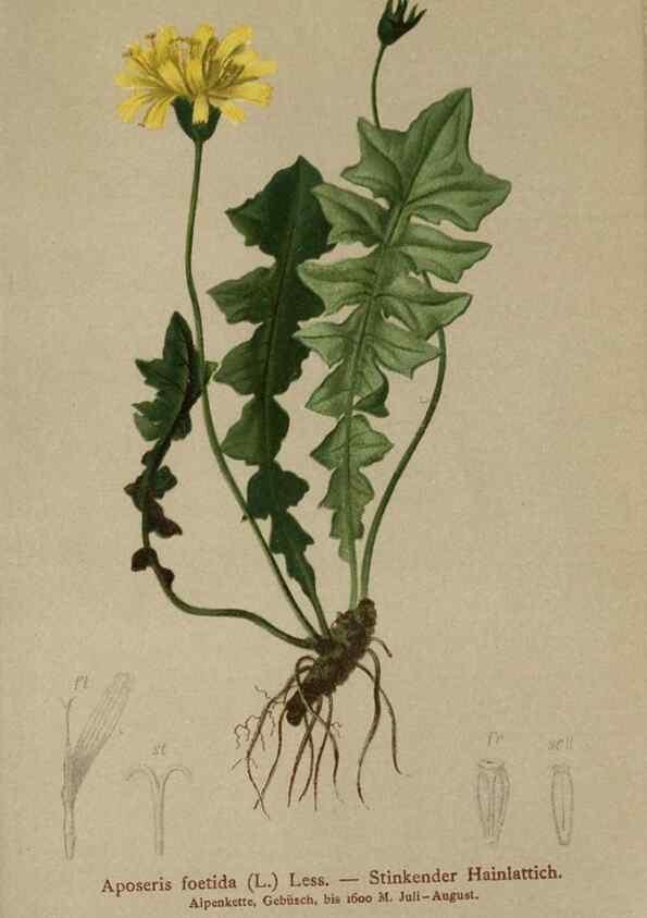 Reproducción/Reproduction 10192019714: Atlas der Alpenflora /. Wien :Eigenthum und Verlag des Deutschen und Oesterr. Alpenvereins,1882.