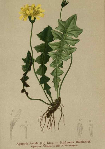 Reproducción/Reproduction 10192019714: Atlas der Alpenflora /. Wien :Eigenthum und Verlag des Deutschen und Oesterr. Alpenvereins,1882.