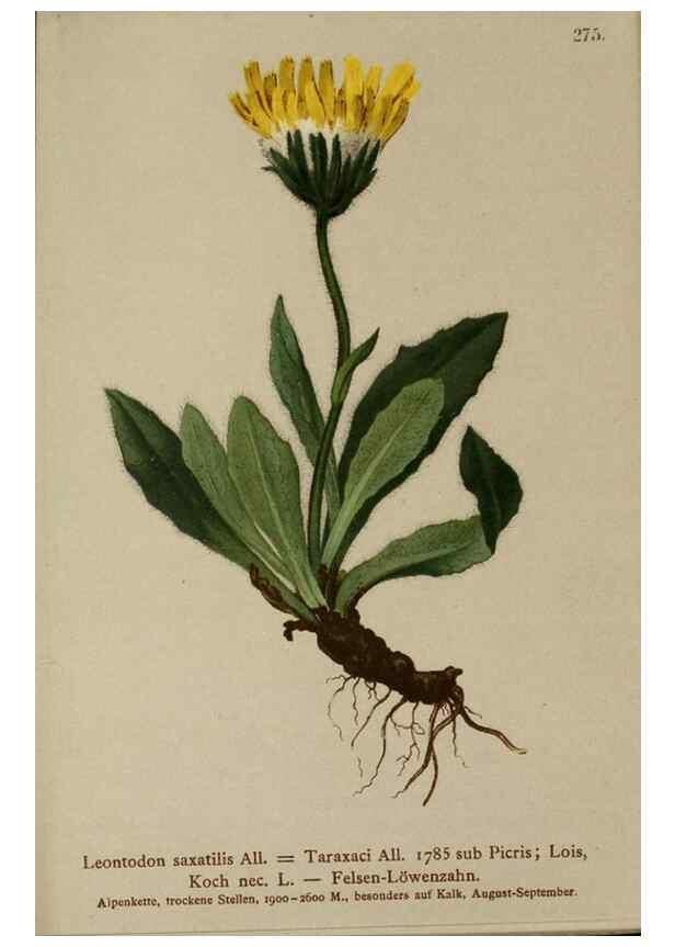 Reproducción/Reproduction 10192125965: Atlas der Alpenflora /. Wien :Eigenthum und Verlag des Deutschen und Oesterr. Alpenvereins,1882.