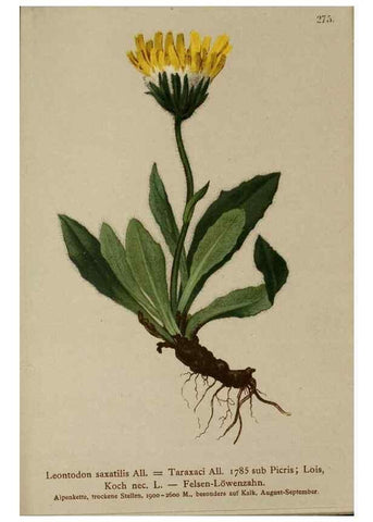 Reproducción/Reproduction 10192125965: Atlas der Alpenflora /. Wien :Eigenthum und Verlag des Deutschen und Oesterr. Alpenvereins,1882.