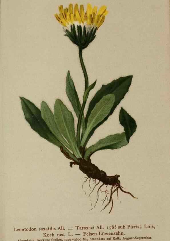 Reproducción/Reproduction 10192125965: Atlas der Alpenflora /. Wien :Eigenthum und Verlag des Deutschen und Oesterr. Alpenvereins,1882.