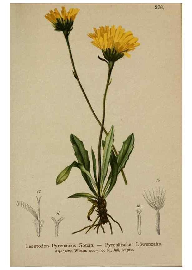 Reproducción/Reproduction 10192028004: Atlas der Alpenflora /. Wien :Eigenthum und Verlag des Deutschen und Oesterr. Alpenvereins,1882.