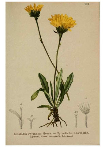 Reproducción/Reproduction 10192028004: Atlas der Alpenflora /. Wien :Eigenthum und Verlag des Deutschen und Oesterr. Alpenvereins,1882.