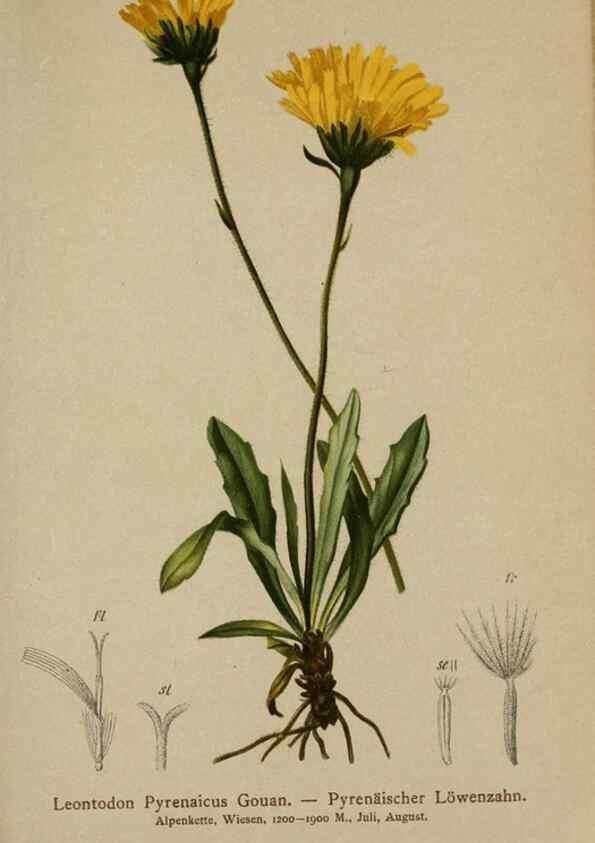 Reproducción/Reproduction 10192028004: Atlas der Alpenflora /. Wien :Eigenthum und Verlag des Deutschen und Oesterr. Alpenvereins,1882.