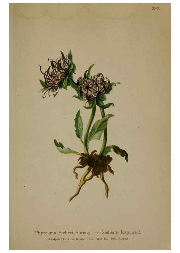Reproducción/Reproduction 10192255134: Atlas der Alpenflora /. Wien :Eigenthum und Verlag des Deutschen und Oesterr. Alpenvereins,1882.