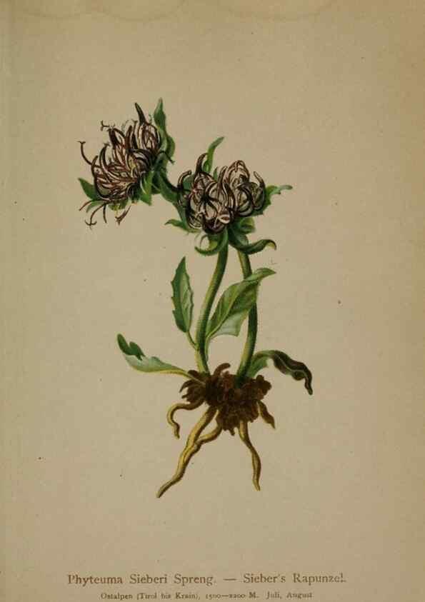 Reproducción/Reproduction 10192255134: Atlas der Alpenflora /. Wien :Eigenthum und Verlag des Deutschen und Oesterr. Alpenvereins,1882.