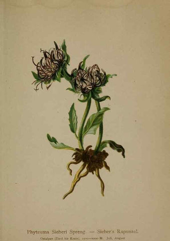 Reproducción/Reproduction 10192255134: Atlas der Alpenflora /. Wien :Eigenthum und Verlag des Deutschen und Oesterr. Alpenvereins,1882.