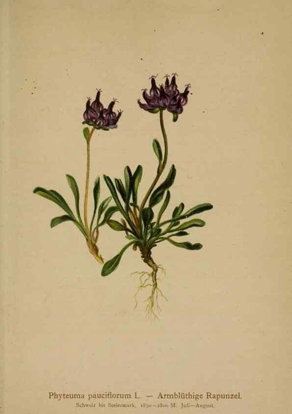 Reproducción/Reproduction 10192396266: Atlas der Alpenflora /. Wien :Eigenthum und Verlag des Deutschen und Oesterr. Alpenvereins,1882.