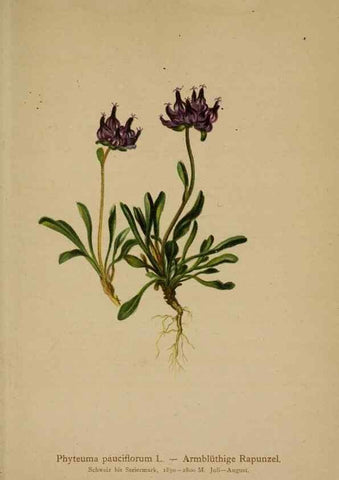 Reproducción/Reproduction 10192396266: Atlas der Alpenflora /. Wien :Eigenthum und Verlag des Deutschen und Oesterr. Alpenvereins,1882.