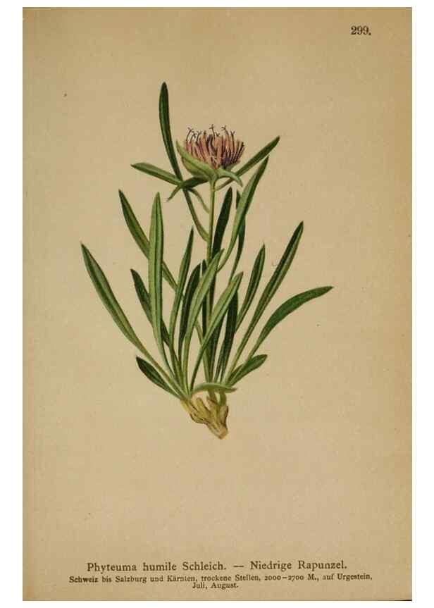 Reproducción/Reproduction 10192400496: Atlas der Alpenflora /. Wien :Eigenthum und Verlag des Deutschen und Oesterr. Alpenvereins,1882.