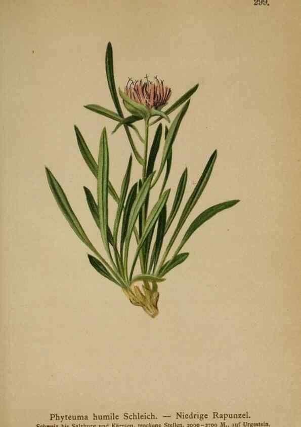 Reproducción/Reproduction 10192400496: Atlas der Alpenflora /. Wien :Eigenthum und Verlag des Deutschen und Oesterr. Alpenvereins,1882.