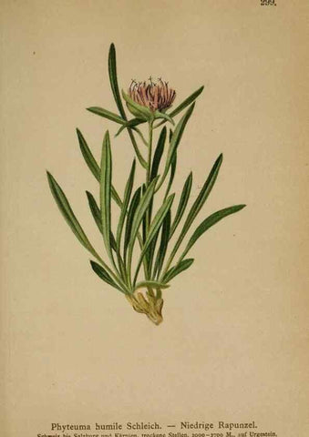 Reproducción/Reproduction 10192400496: Atlas der Alpenflora /. Wien :Eigenthum und Verlag des Deutschen und Oesterr. Alpenvereins,1882.