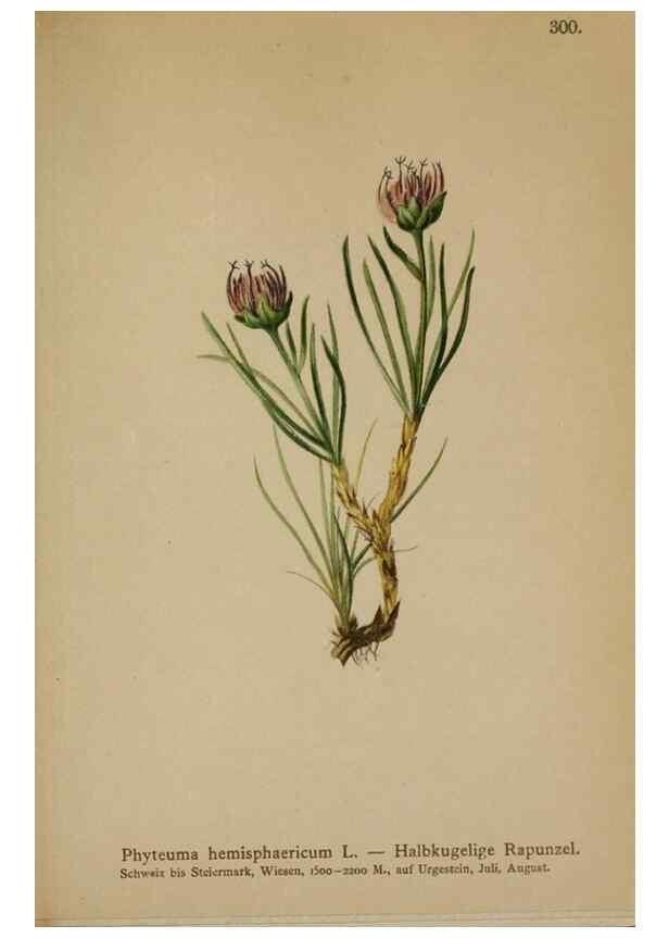 Reproducción/Reproduction 10192368465: Atlas der Alpenflora /. Wien :Eigenthum und Verlag des Deutschen und Oesterr. Alpenvereins,1882.