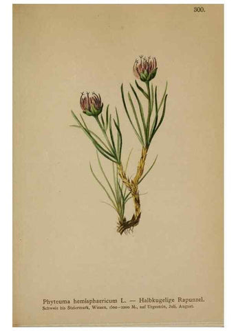 Reproducción/Reproduction 10192368465: Atlas der Alpenflora /. Wien :Eigenthum und Verlag des Deutschen und Oesterr. Alpenvereins,1882.