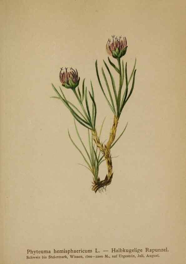 Reproducción/Reproduction 10192368465: Atlas der Alpenflora /. Wien :Eigenthum und Verlag des Deutschen und Oesterr. Alpenvereins,1882.