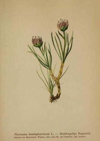 Reproducción/Reproduction 10192368465: Atlas der Alpenflora /. Wien :Eigenthum und Verlag des Deutschen und Oesterr. Alpenvereins,1882.