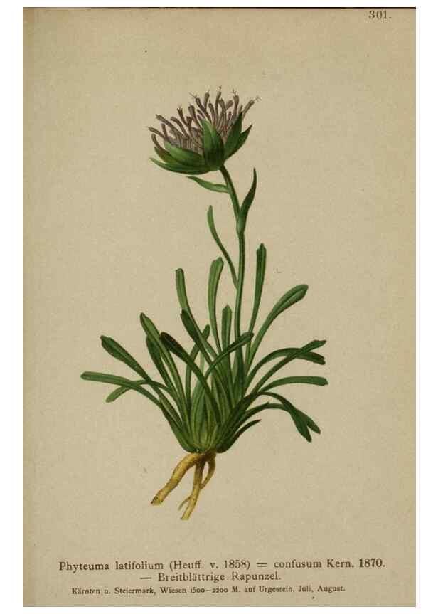 Reproducción/Reproduction 10192410076: Atlas der Alpenflora /. Wien :Eigenthum und Verlag des Deutschen und Oesterr. Alpenvereins,1882.