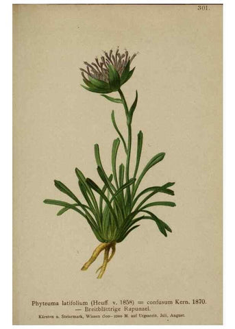 Reproducción/Reproduction 10192410076: Atlas der Alpenflora /. Wien :Eigenthum und Verlag des Deutschen und Oesterr. Alpenvereins,1882.