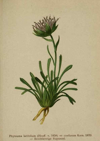 Reproducción/Reproduction 10192410076: Atlas der Alpenflora /. Wien :Eigenthum und Verlag des Deutschen und Oesterr. Alpenvereins,1882.