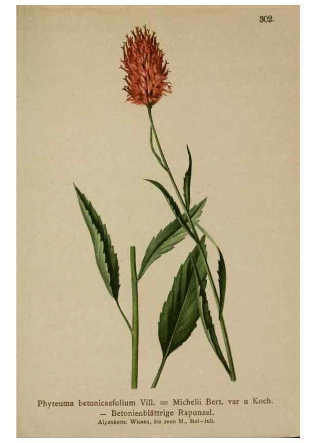 Reproducción/Reproduction 10192465393: Atlas der Alpenflora /. Wien :Eigenthum und Verlag des Deutschen und Oesterr. Alpenvereins,1882.