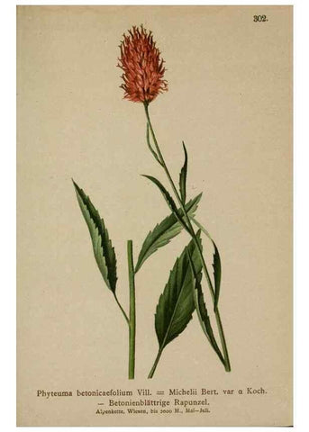 Reproducción/Reproduction 10192465393: Atlas der Alpenflora /. Wien :Eigenthum und Verlag des Deutschen und Oesterr. Alpenvereins,1882.