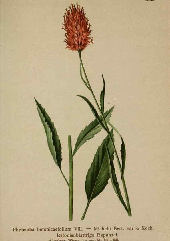 Reproducción/Reproduction 10192465393: Atlas der Alpenflora /. Wien :Eigenthum und Verlag des Deutschen und Oesterr. Alpenvereins,1882.