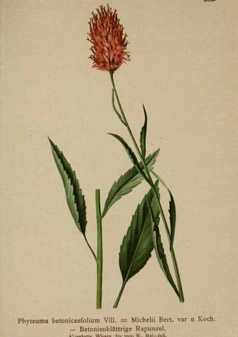 Reproducción/Reproduction 10192465393: Atlas der Alpenflora /. Wien :Eigenthum und Verlag des Deutschen und Oesterr. Alpenvereins,1882.