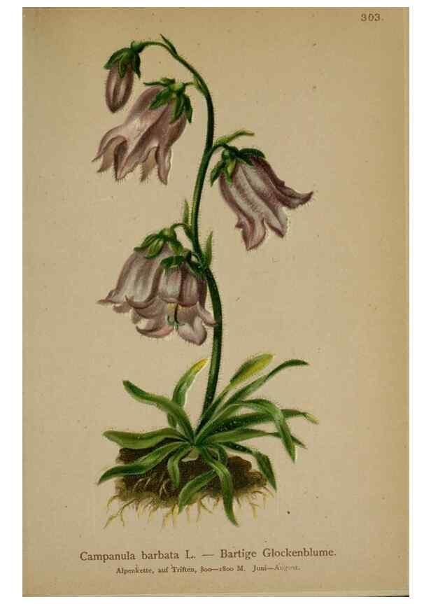 Reproducción/Reproduction 10192382385: Atlas der Alpenflora /. Wien :Eigenthum und Verlag des Deutschen und Oesterr. Alpenvereins,1882.