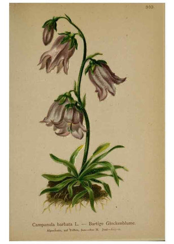 Reproducción/Reproduction 10192382385: Atlas der Alpenflora /. Wien :Eigenthum und Verlag des Deutschen und Oesterr. Alpenvereins,1882.