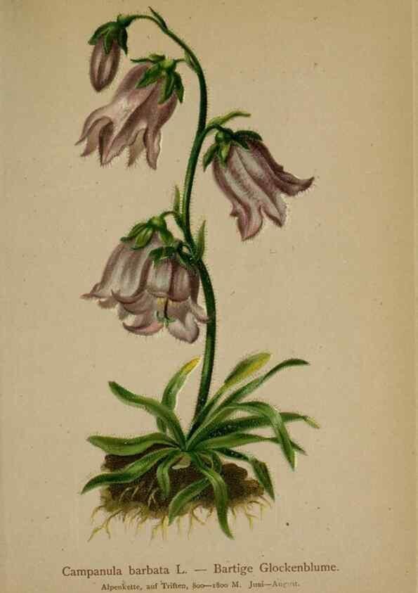 Reproducción/Reproduction 10192382385: Atlas der Alpenflora /. Wien :Eigenthum und Verlag des Deutschen und Oesterr. Alpenvereins,1882.