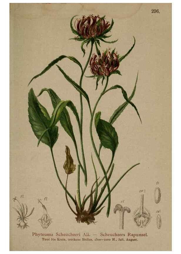 Reproducción/Reproduction 10192440233: Atlas der Alpenflora /. Wien :Eigenthum und Verlag des Deutschen und Oesterr. Alpenvereins,1882.