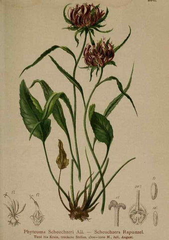 Reproducción/Reproduction 10192440233: Atlas der Alpenflora /. Wien :Eigenthum und Verlag des Deutschen und Oesterr. Alpenvereins,1882.
