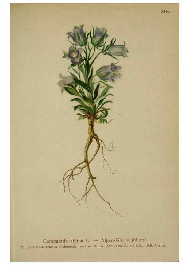 Reproducción/Reproduction 10192424296: Atlas der Alpenflora /. Wien :Eigenthum und Verlag des Deutschen und Oesterr. Alpenvereins,1882.