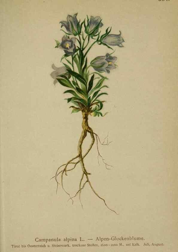 Reproducción/Reproduction 10192424296: Atlas der Alpenflora /. Wien :Eigenthum und Verlag des Deutschen und Oesterr. Alpenvereins,1882.