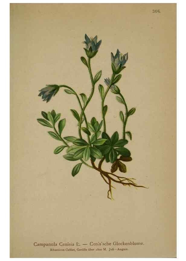 Reproducción/Reproduction 10192484923: Atlas der Alpenflora /. Wien :Eigenthum und Verlag des Deutschen und Oesterr. Alpenvereins,1882.