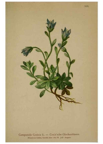 Reproducción/Reproduction 10192484923: Atlas der Alpenflora /. Wien :Eigenthum und Verlag des Deutschen und Oesterr. Alpenvereins,1882.