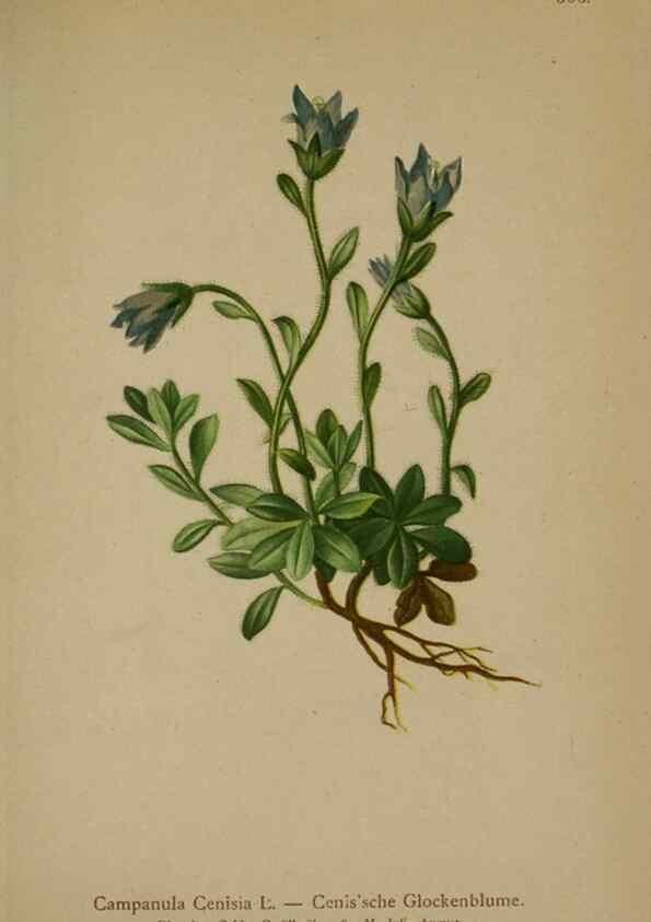 Reproducción/Reproduction 10192484923: Atlas der Alpenflora /. Wien :Eigenthum und Verlag des Deutschen und Oesterr. Alpenvereins,1882.