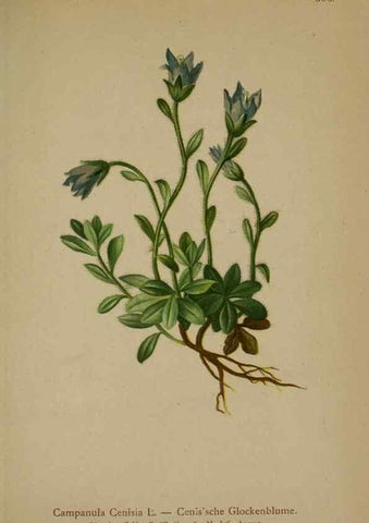 Reproducción/Reproduction 10192484923: Atlas der Alpenflora /. Wien :Eigenthum und Verlag des Deutschen und Oesterr. Alpenvereins,1882.